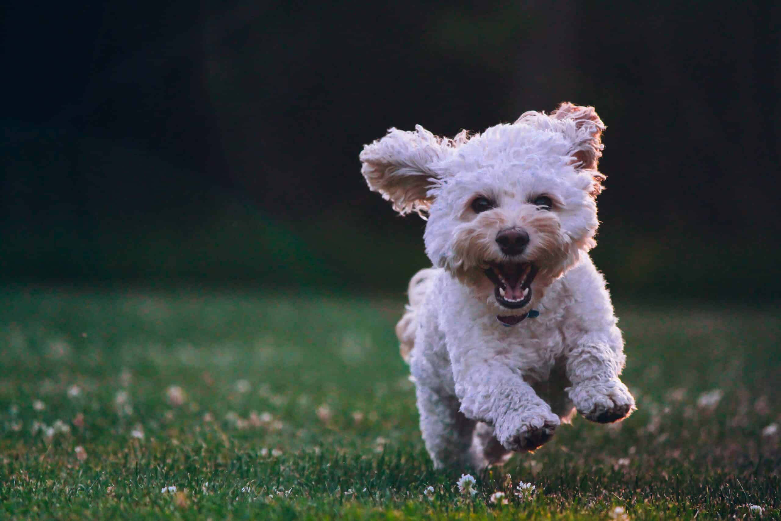 Vælg det rigtige hundefoder til din hund